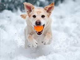 Balles